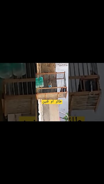 طائر أم قنين أو الحسون المغرد روعة مرحبا