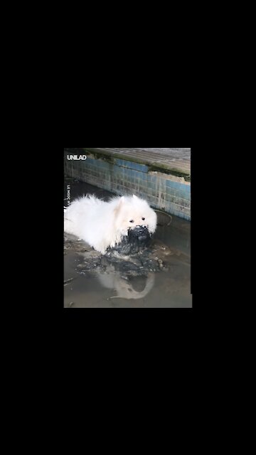 Just a dog doing what dogs do best