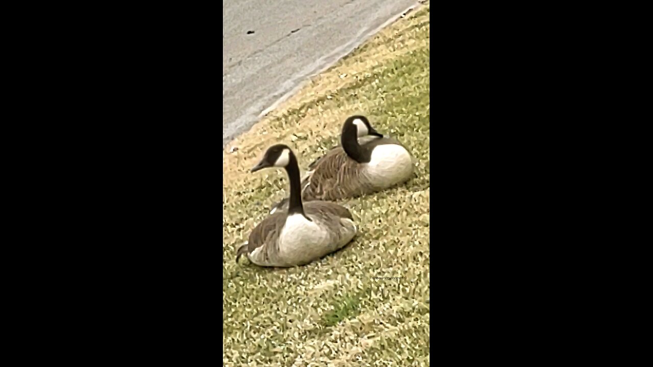 Canadian Geese