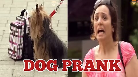 Dog Prank #prank #prankvideo