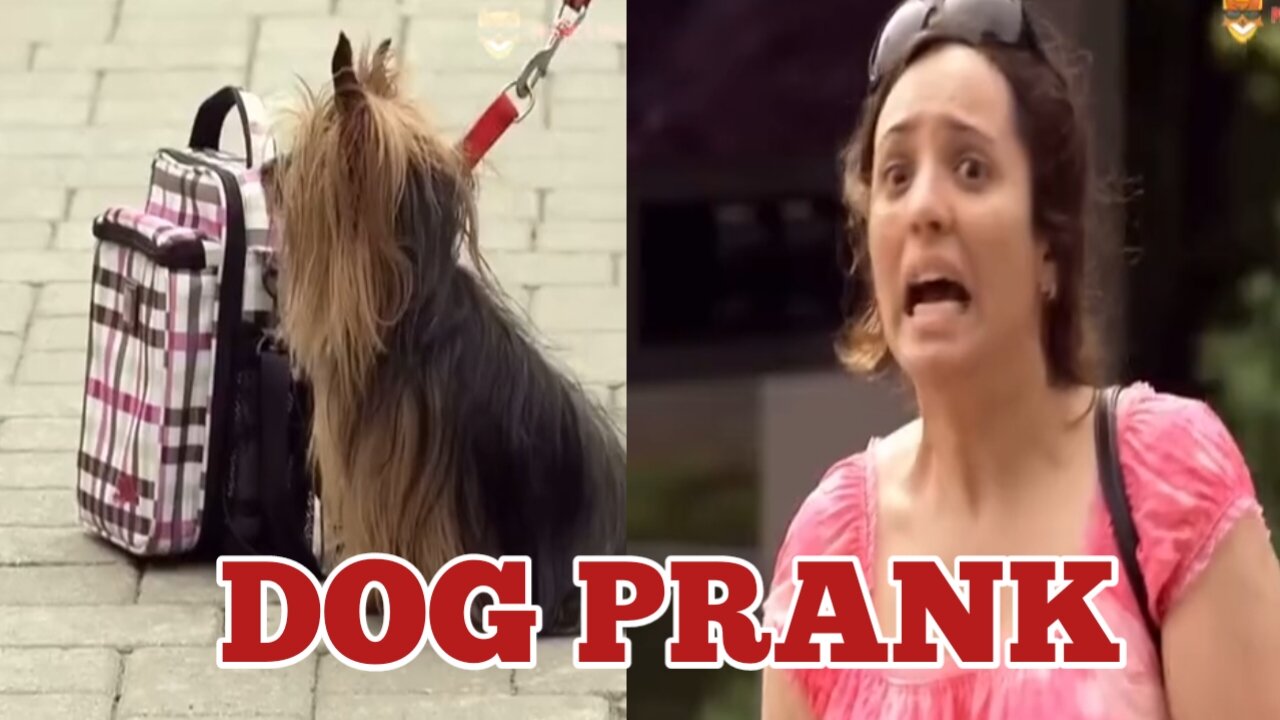 Dog Prank #prank #prankvideo