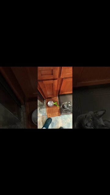 my kitty's morning salad story