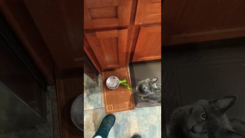 my kitty's morning salad story