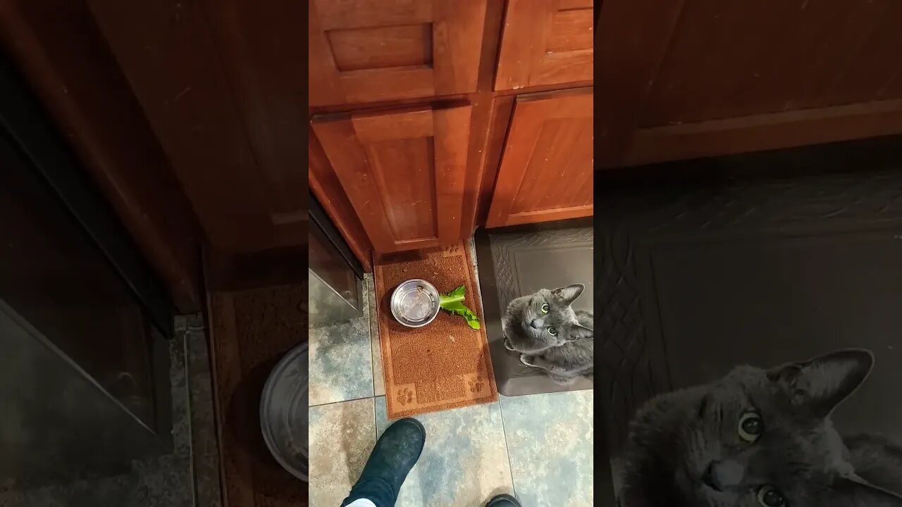 my kitty's morning salad story