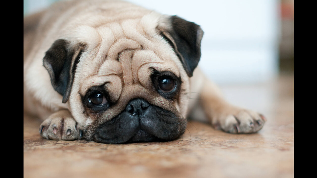 Balancing Pug 🐶