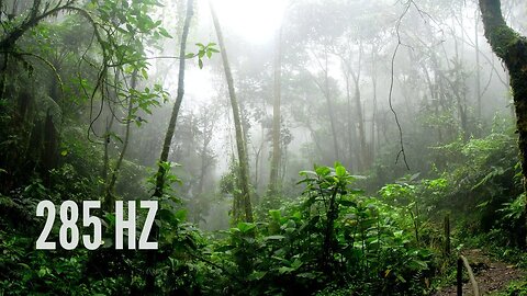 285 Hz | Chuva e Trovões na Floresta para Relaxar e Dormir