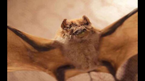 CDC Warns of Bat Interactions After 3 Rabies Deaths in 2021