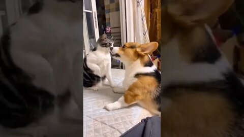 dog and cat fight 😱#13