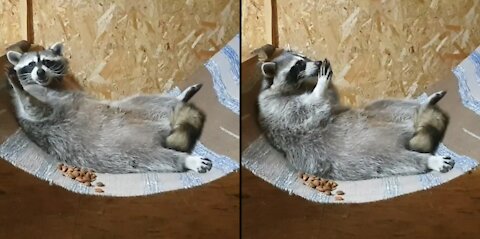 The raccoon lies in a hammock and eats his food.