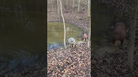 Pigs Drinking from the Pond @UncleTimsFarm #kärnəvór