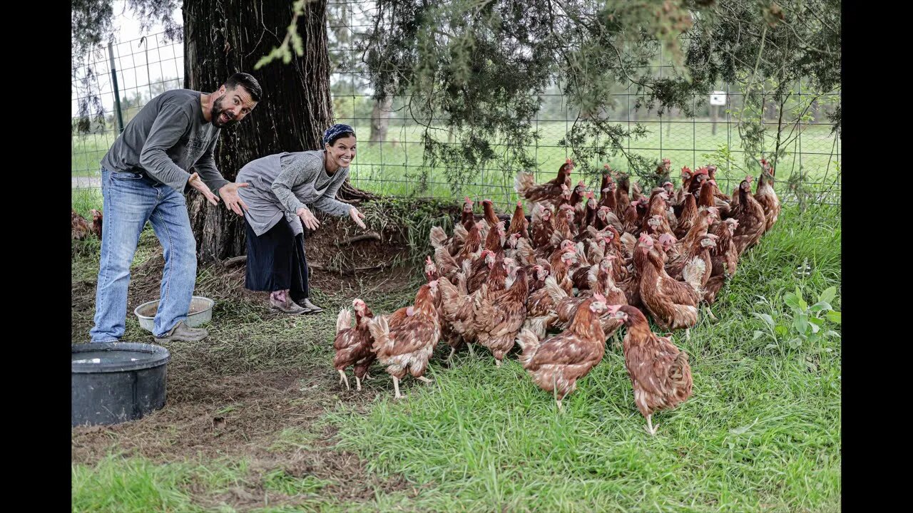 Did we panic buy 100 chickens