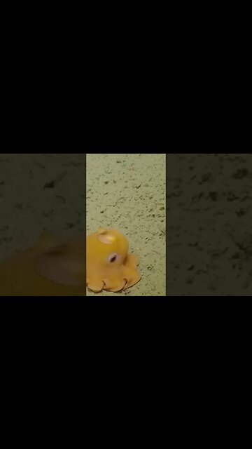 worlds cutest octopus