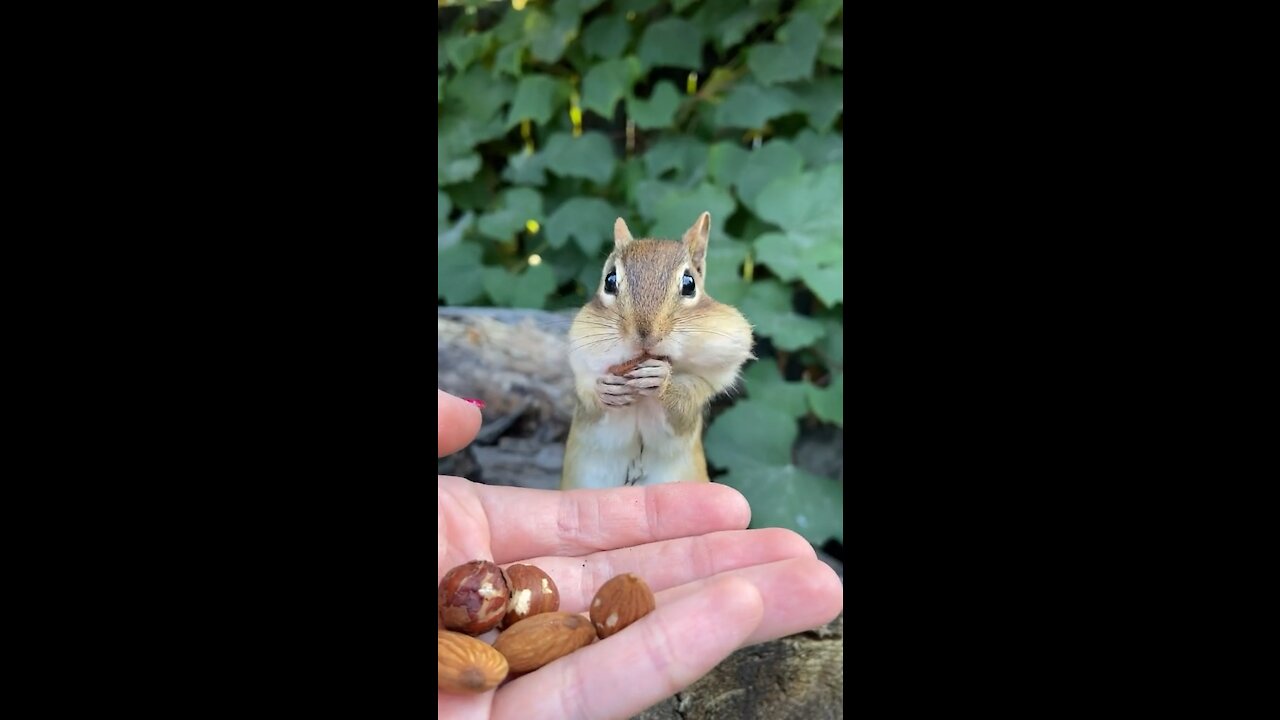 Dirty boy #fyp #dirty #chipmunk #cute #funny #comedy #adorable #animal ...