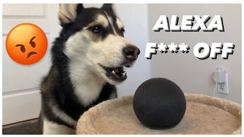 HUSKY Talks To ALEXA