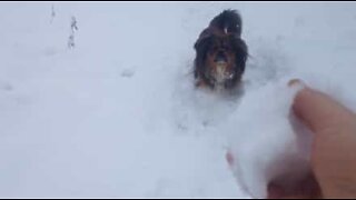 Husse lurar hund att leka apport med att kasta snöbollar