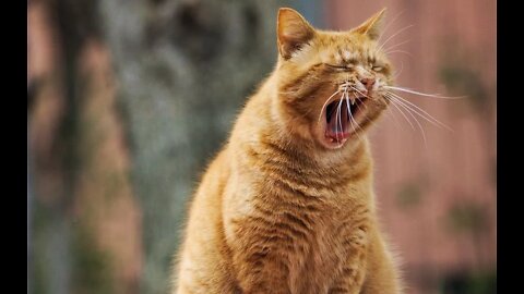 Funny cats