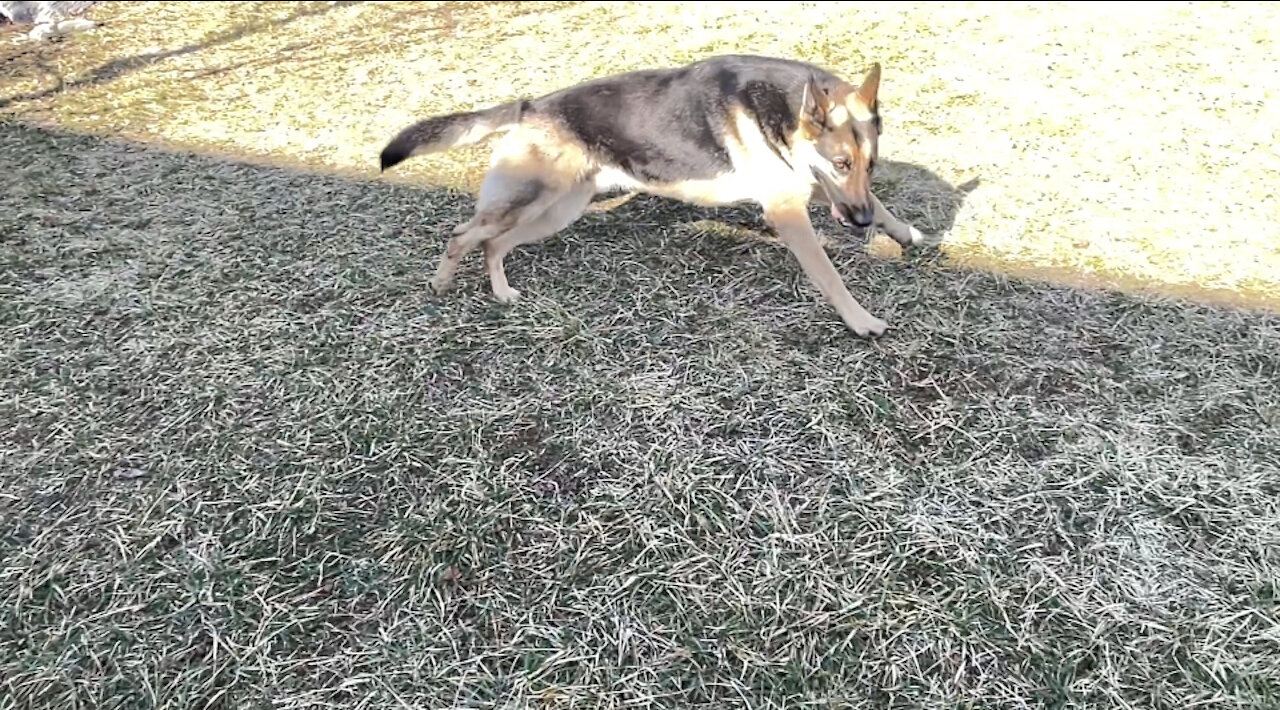 Playful German Shepherd Slow Motion