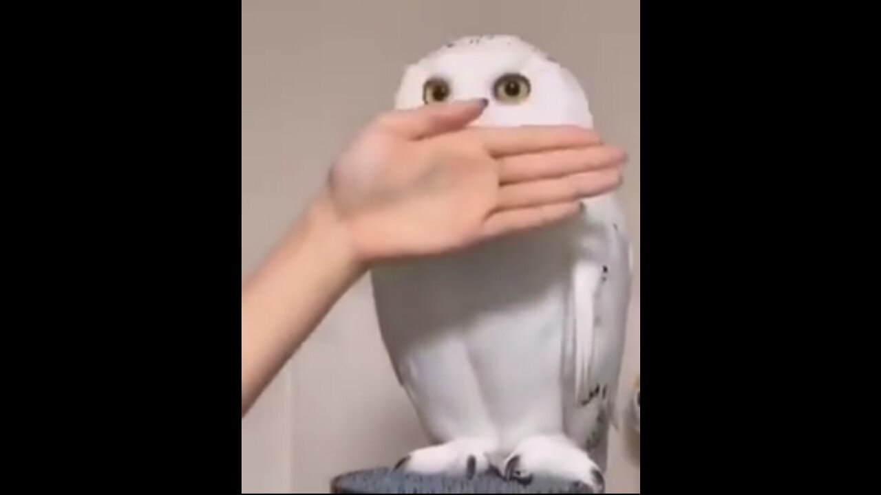 What happens when you block an owl's eyes