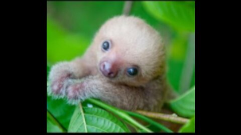 Baby Sloths Being Sloths Video