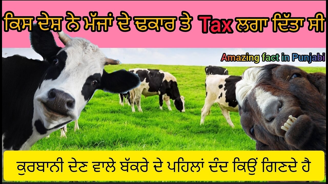 ਕਿਸ ਦੇਸ਼ ਨੇ ਮੱਝਾਂ ਦੇ ਢਕਾਰ ਤੇ Tax ਲਗਾ ਦਿੱਤਾ ਸੀ। ਕੁਰਬਾਨੀ ਦੇਣ ਵਾਲੇ ਬੱਕਰੇ ਦੇ ਪਹਿਲਾਂ ਦੰਦ ਕਿਉਂ ਗਿਣਦੇ ਹੈ।