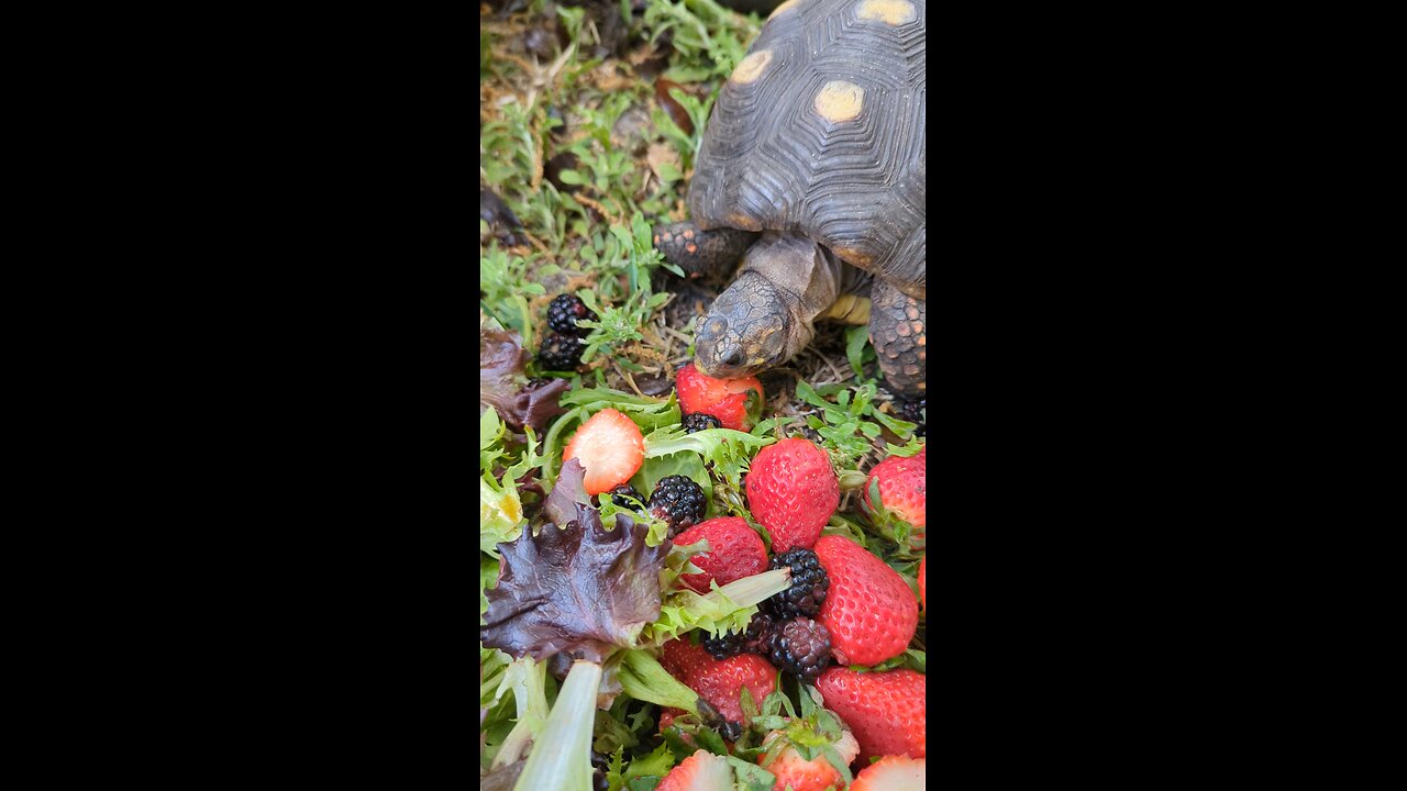 red foot tortoise eating fruit