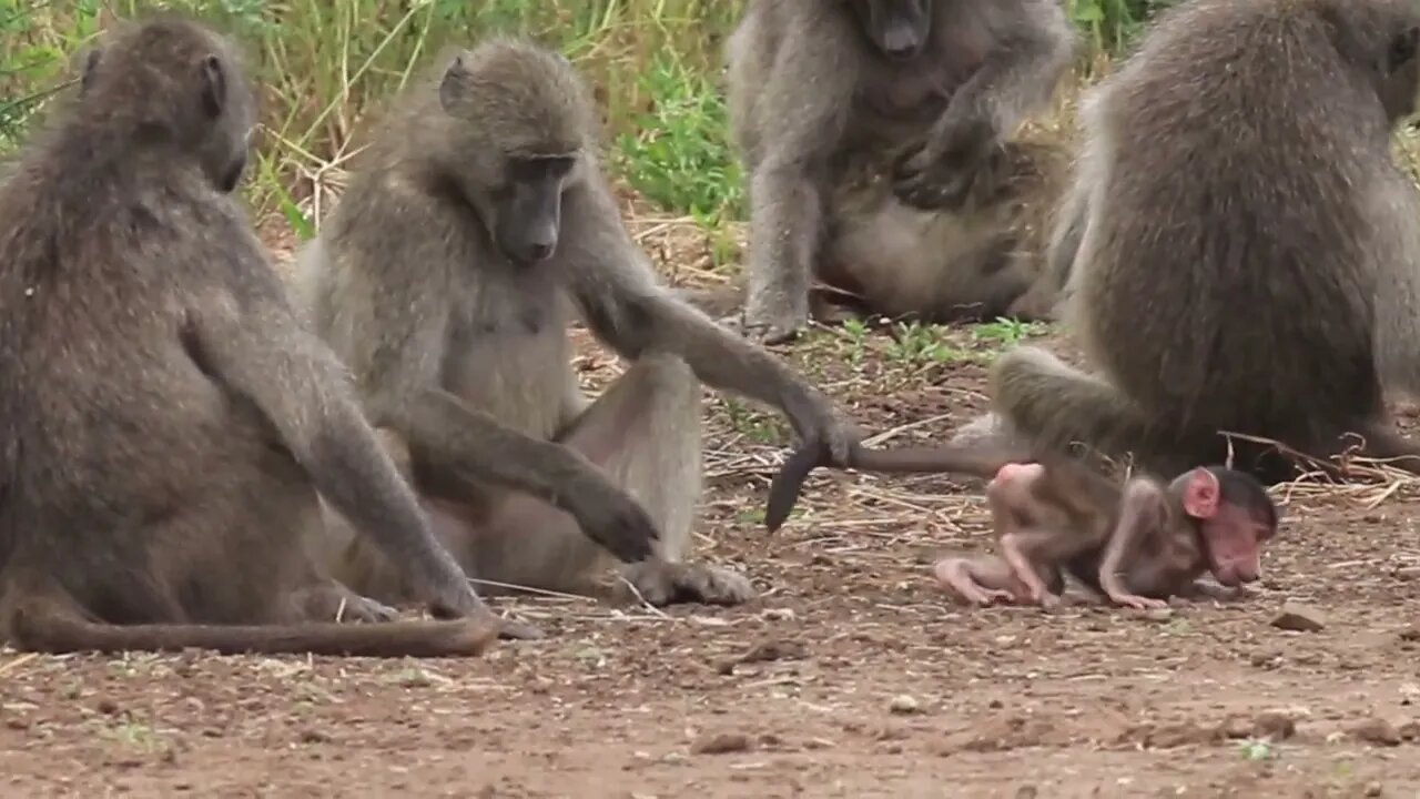 Acrobatic Little Baboons