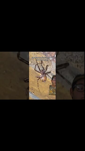 The Spiderman spider is real???