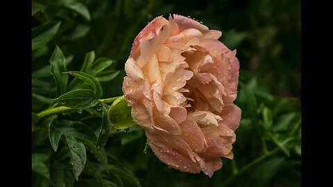Floral Nature Scenes with Thunder for Relaxation, Sleep and Stress Relief