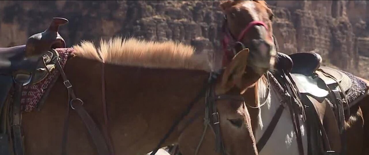 Local horse riders speak on potential drone dangers