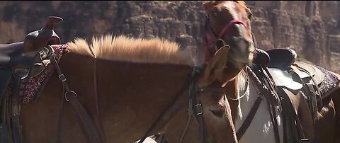 Local horse riders speak on potential drone dangers