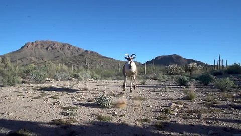 Bighorn sheep returned to historic habitat