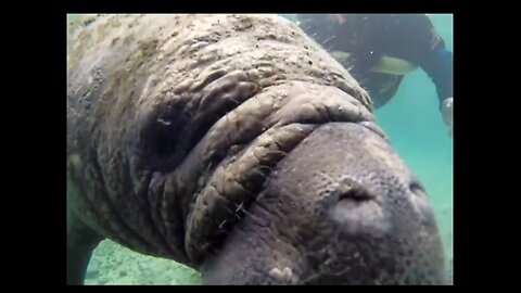 Curious Baby Manatee