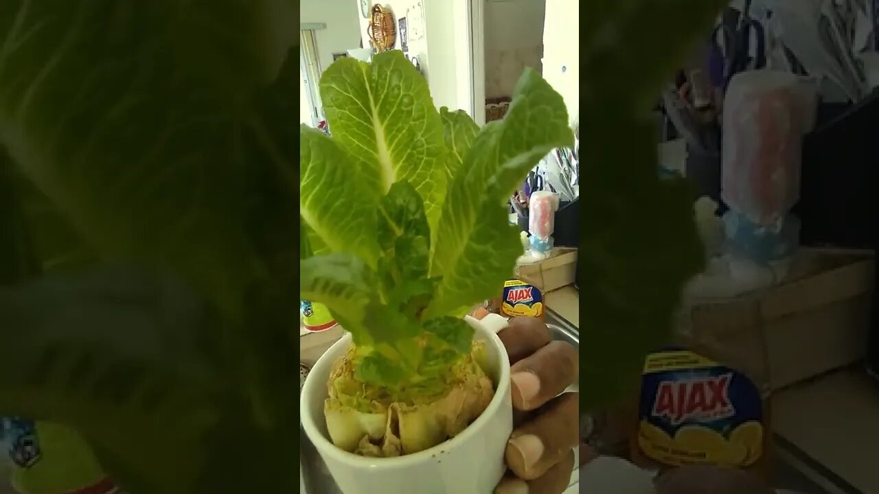 Growing Your Own Romaine Lettuce From Store-Bought Lettuce