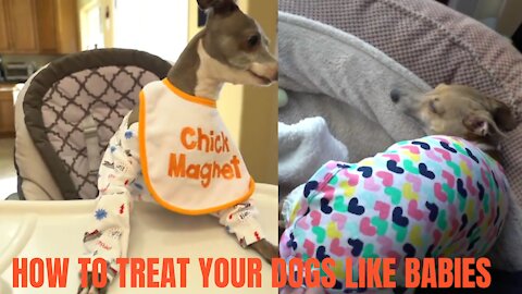 Treating My Dogs Like Babies For A Day