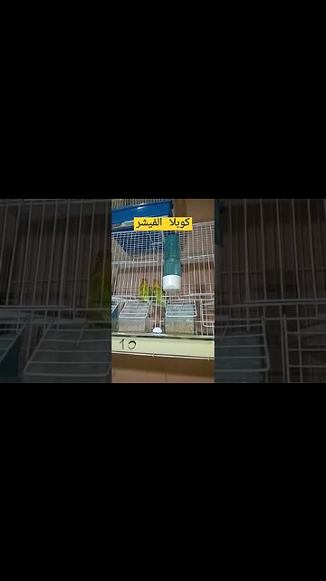 أجمل كوبلا الفيشر كيوت روعة