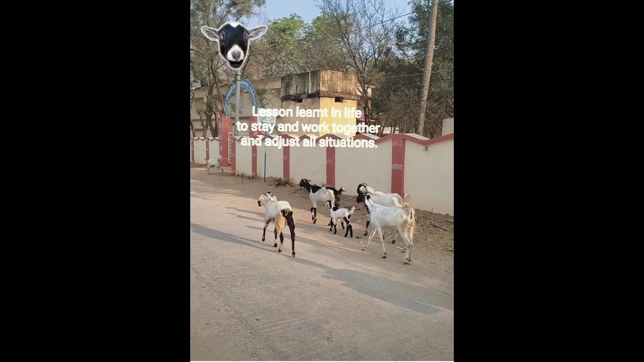 On the road, lambs wandering alongside goats serve as a guidance for everyone.