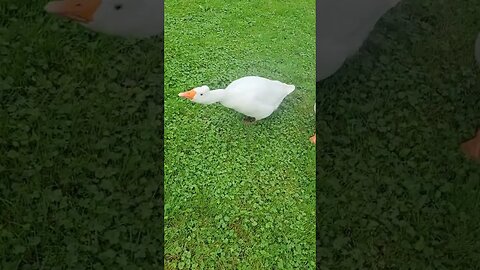 Geese Still Distrust New Dog 