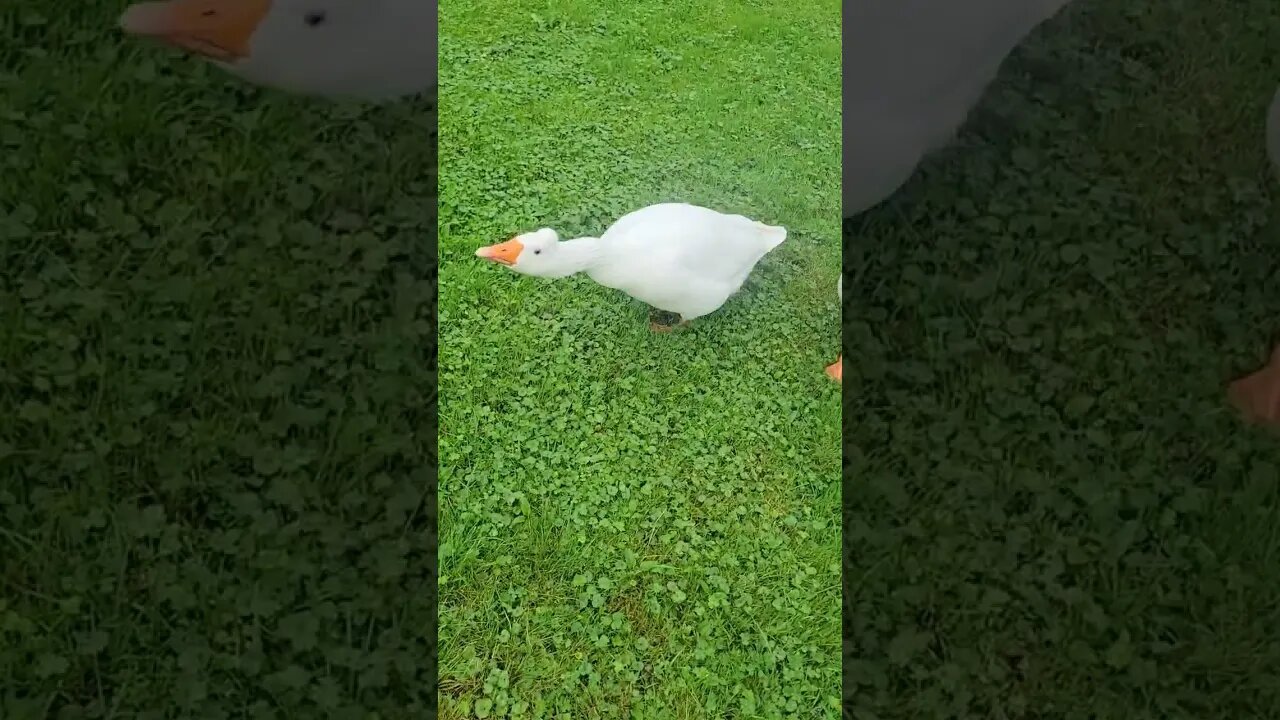 Geese Still Distrust New Dog