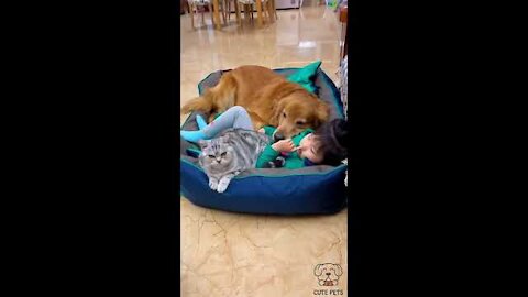 #shorts funny video cat and dog 2022