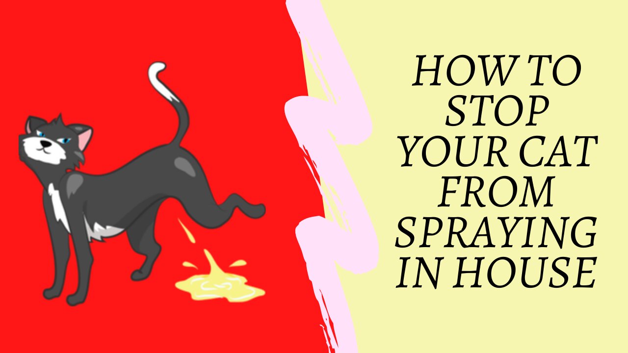 how to stop cat from peeing everywhere - how to stop cat from spraying