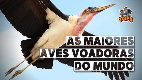 As 10 MAIORES AVES voadoras do mundo! INCRÍVEIS!