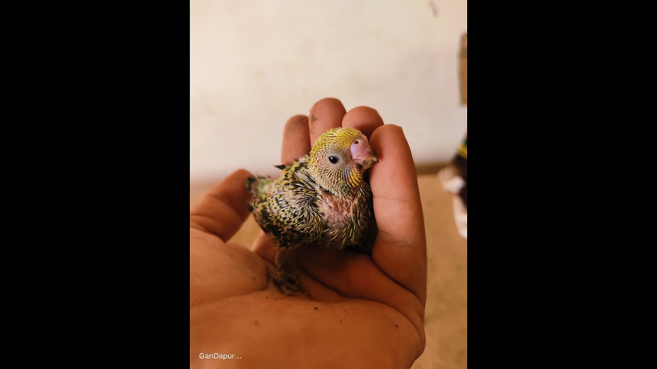 Rescued a baby bird