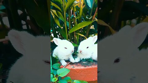 yah kiya kar rahe h Mamta #short #viral #tranding #funni #devendra #kumar #animals baby rabit trand