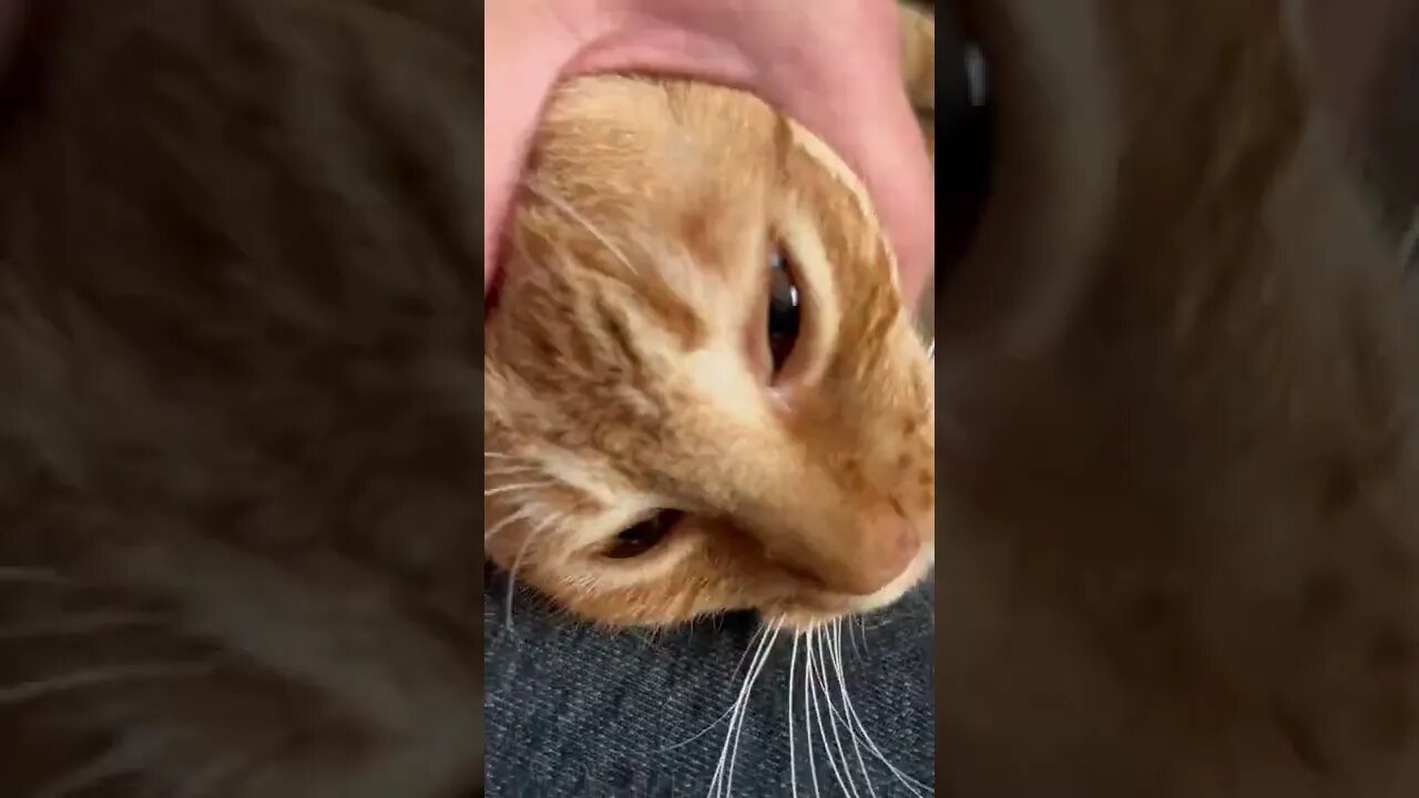 Intensive Cat Stroking