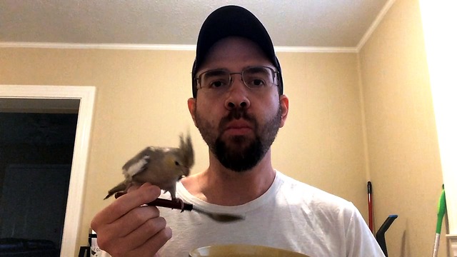 Clever bird determined to share meal with owner