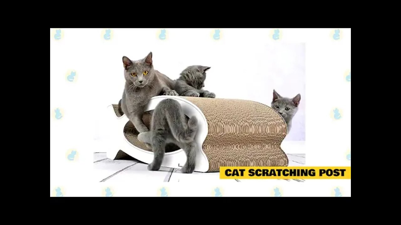 Cats 101 Basic Cat Training Tips 480p