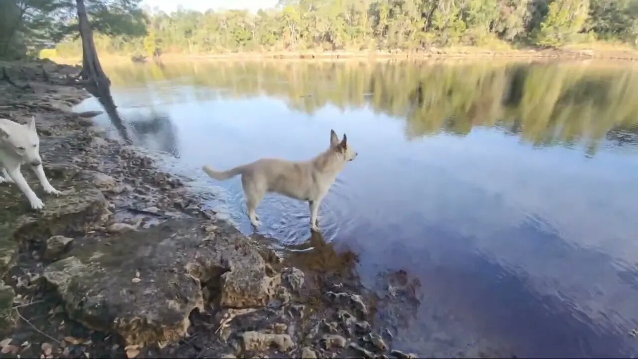 Suwannee River Florida Morning dog walk