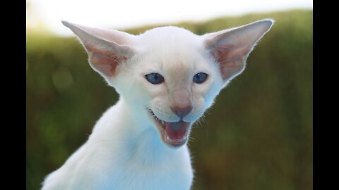 Cute but Hilarious Cat Video Compilation