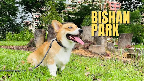 Shinji The Corgi- Beautiful Neighbourhood Park