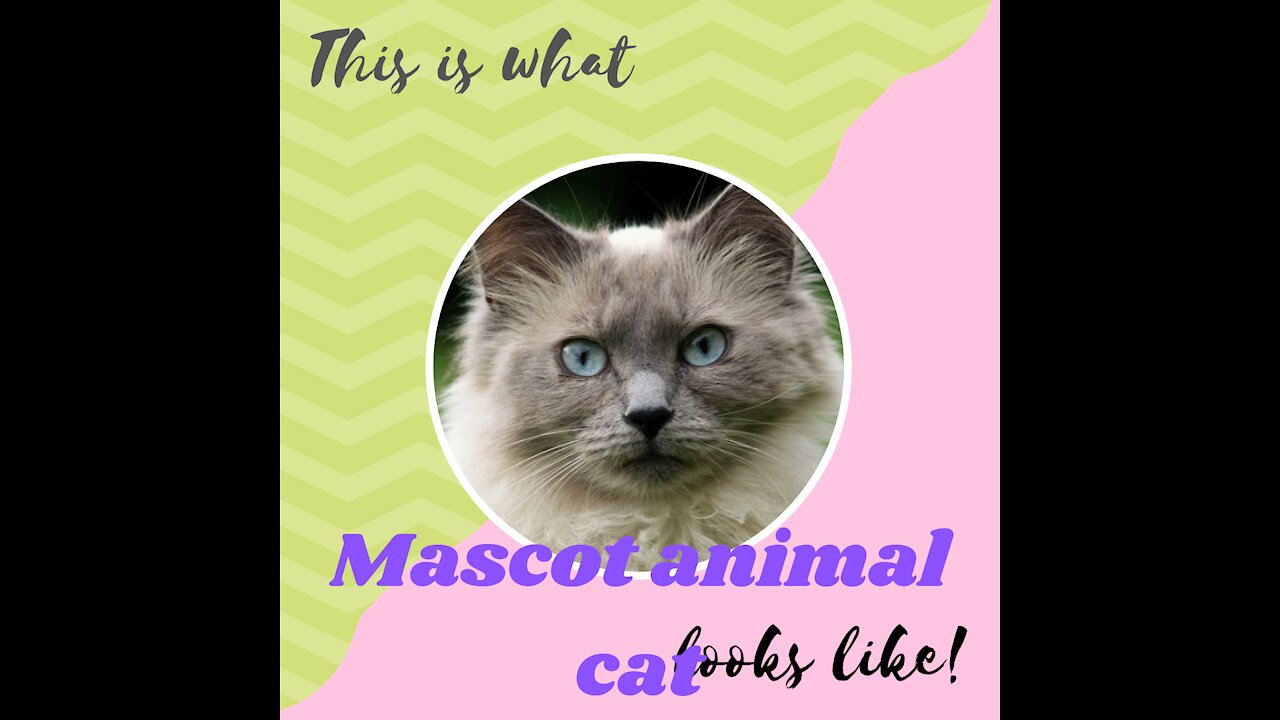 Mascot animal cat. Looking cat.